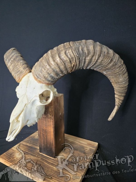 Mufflontrophäe