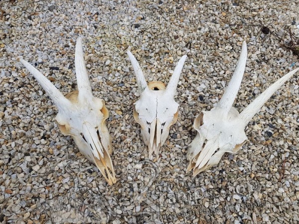 Ziegenbock Schädelknochen