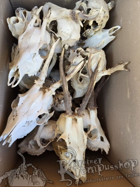 Reh Schädel mit Hörner Klein