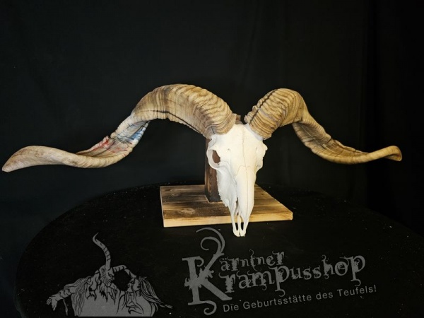 Hochland Widderhörner