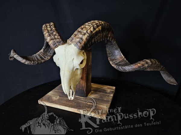 Hochland Widderhörner