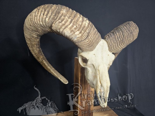 Mufflontrophäe