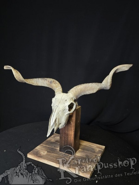 Zackelschaf Trophäe