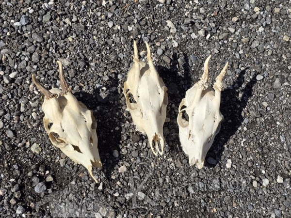 Reh Schädel mit Hörner Klein