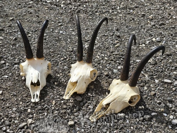 Gams Schädel mit Hörner Gross