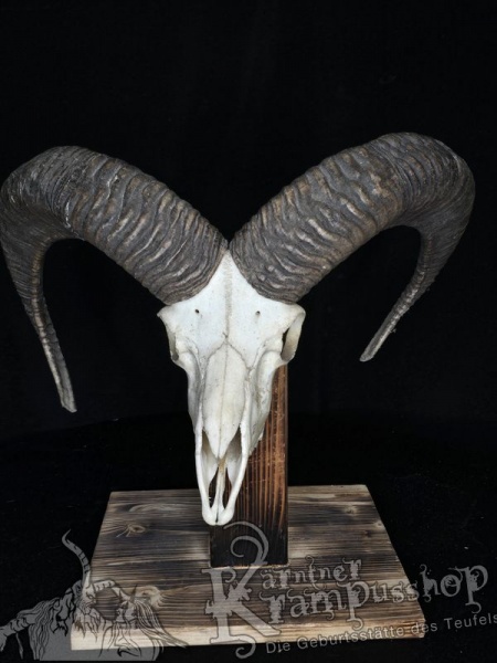 Mufflontrophäe