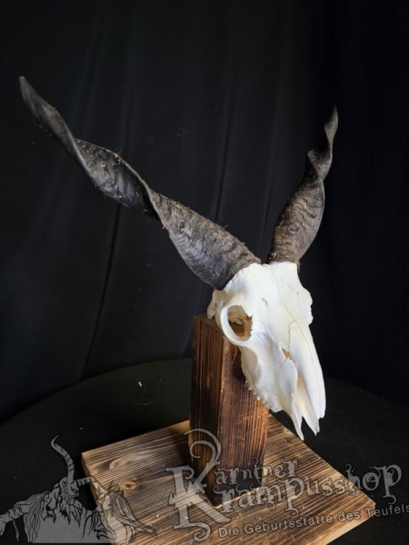 Zackelschaf Trophäe