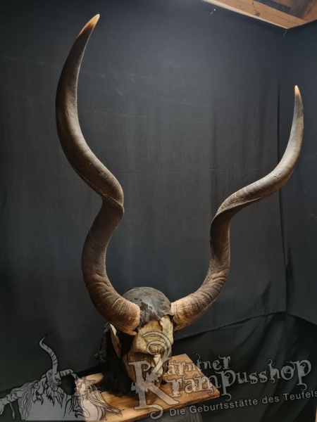 Kuduhörner Einzelstück