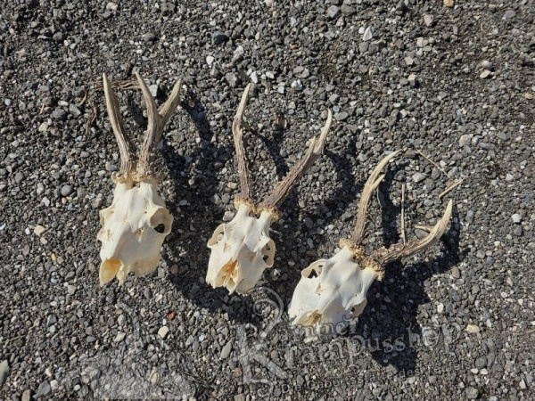 Reh Schädel mit Hörner Gross