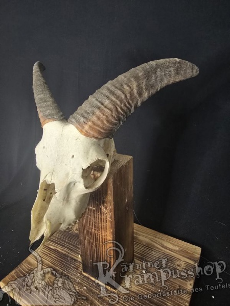 Mufflontrophäe
