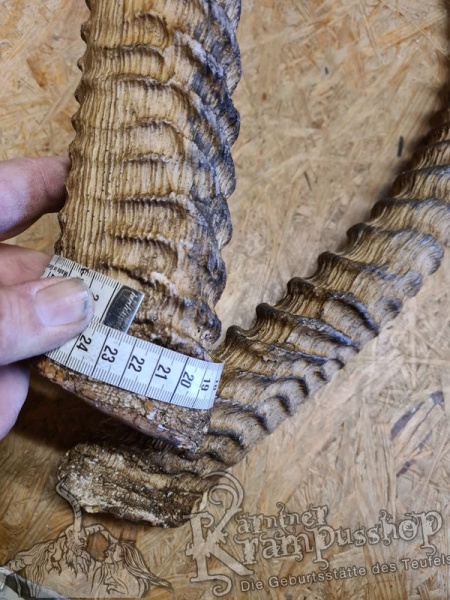 Afrikanische Wasserbock Hörner