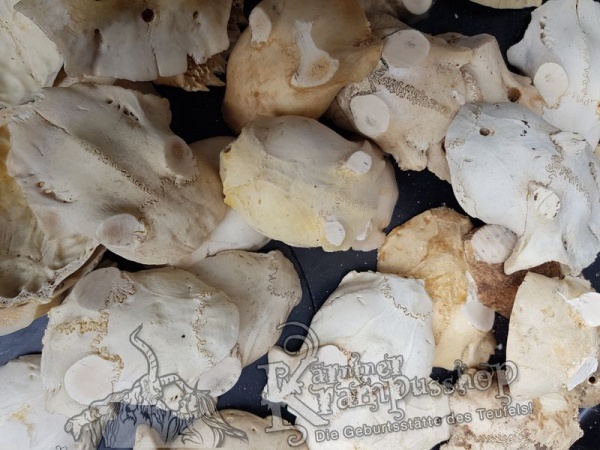 Schädelknochen Schädelkappen Naturfarbe