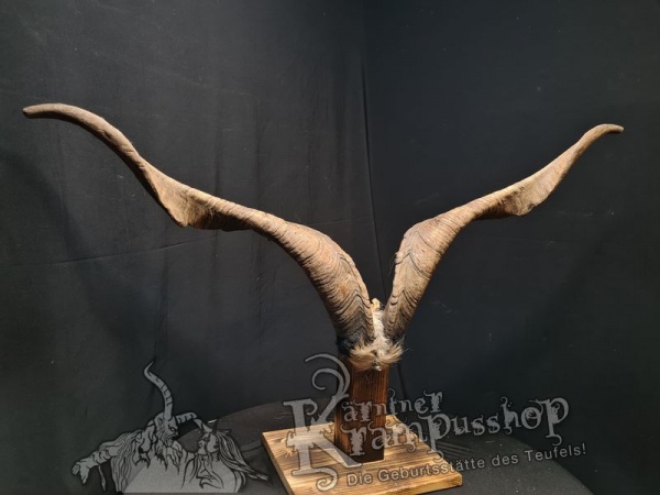 Ziegenbock mit Schädel aus der Region Apulien