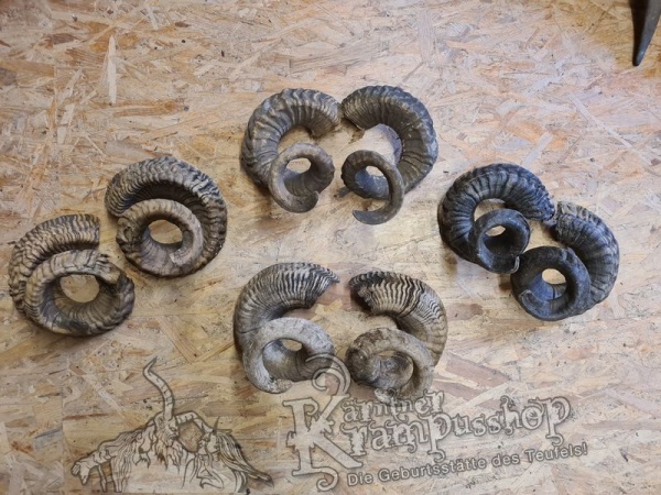 Heimische Widder NATUR Eingedreht Gewachsen