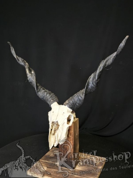 Zackelschaf Trophäe