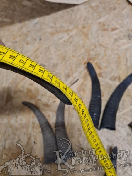 1 Paar Gaißhörner bis 25cm