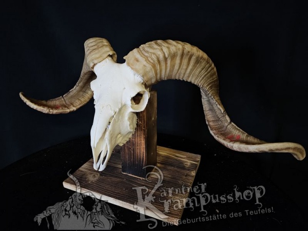 Hochland Widderhörner