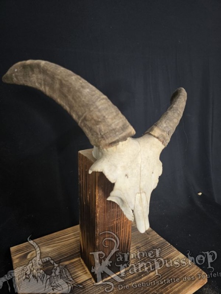 Mufflontrophäe