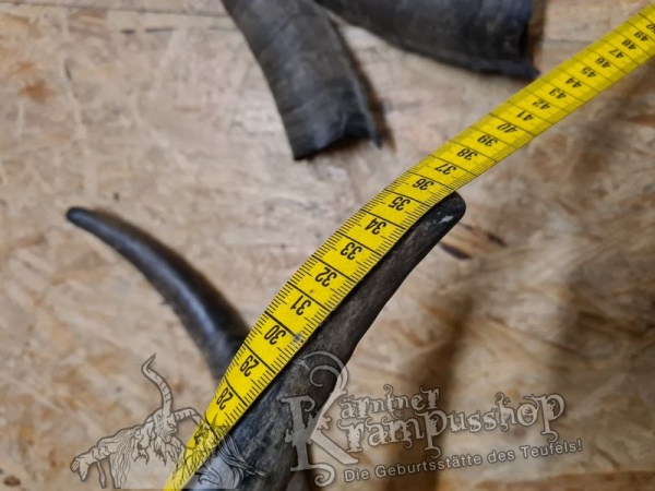 1 Paar Gaißhörner bis 40