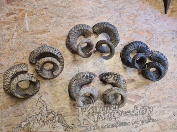 Heimische Widder NATUR Eingedreht Gewachsen