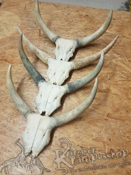 Schädelknochen vom Watussi