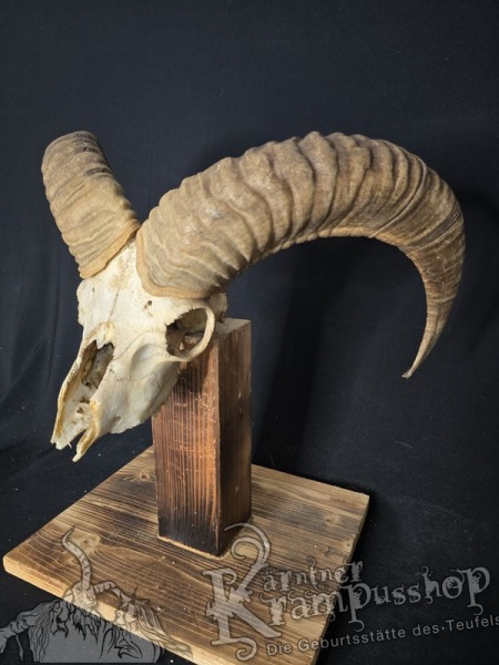 Mufflontrophäe