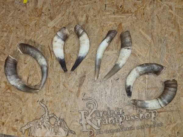 1 Paar Kuhhörner Gross