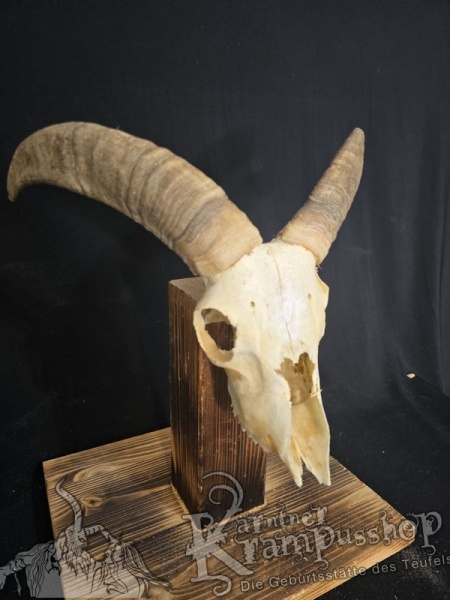 Mufflontrophäe