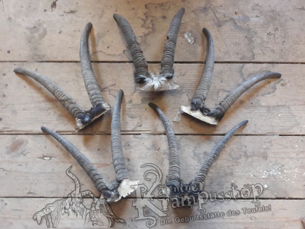 Gaiß Schädel mittel