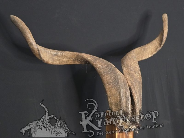 Ziegenbock mit Schädel aus der Region Apulien