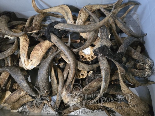 ANGEBOT Bockhörner mit Schädel Gemischt