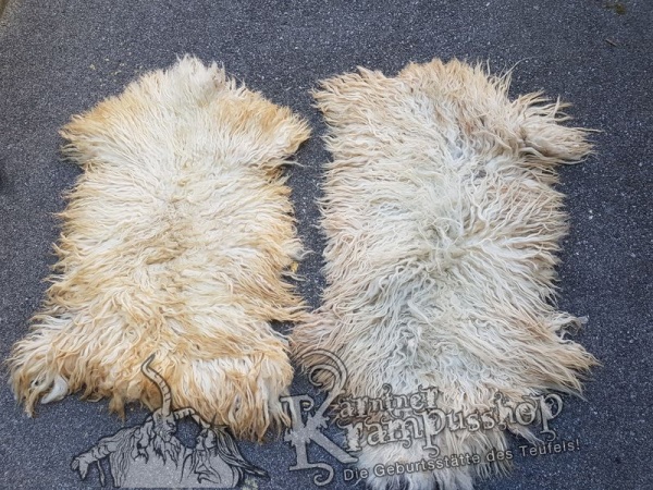 Schaf Langhaar Weiss