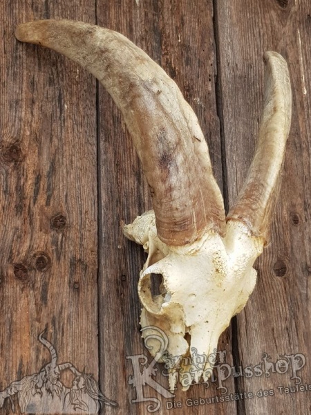 Schädel von der Ziege