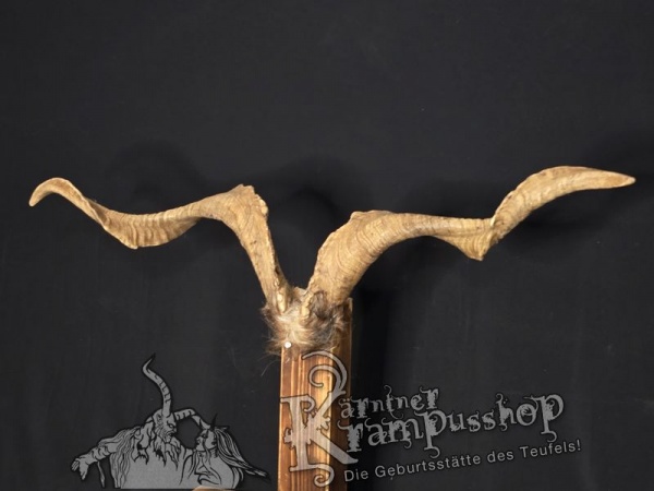 Ziegenbock mit Schädel aus der Region Apulien