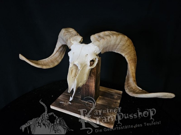 Hochland Widderhörner