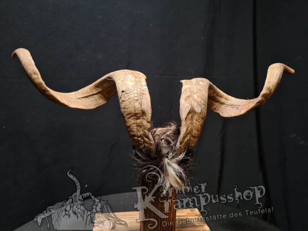 Ziegenbock mit Schädel aus der Region Apulien