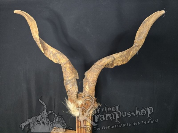 Ziegenbock mit Schädel aus der Region Apulien