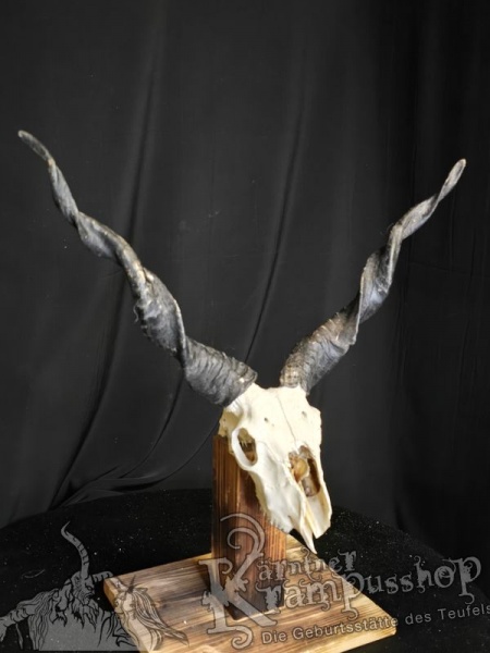 Zackelschaf Trophäe