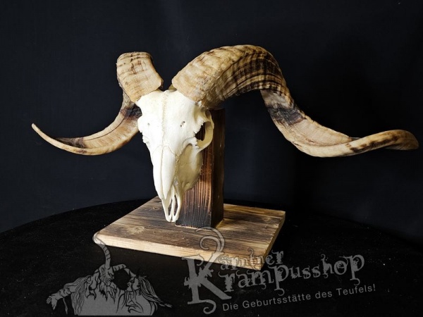 Hochland Widderhörner