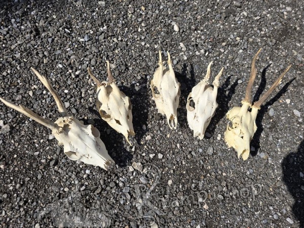 Reh Schädel mit Hörner Klein