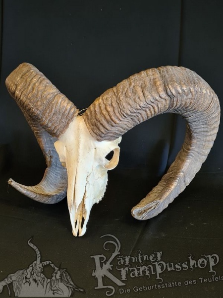 Mufflontrophäe