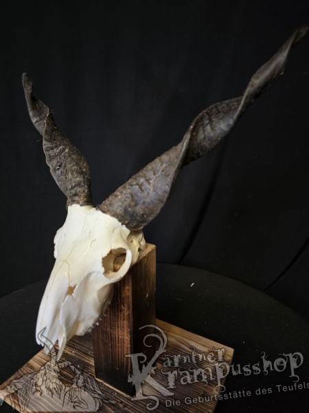 Zackelschaf Trophäe