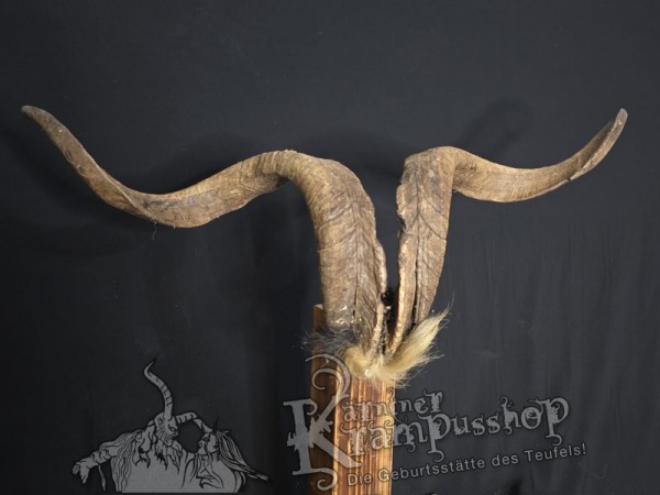 Ziegenbock mit Schädel aus der Region Apulien