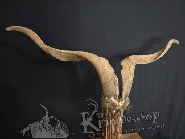 Ziegenbock mit Schädel aus der Region Apulien