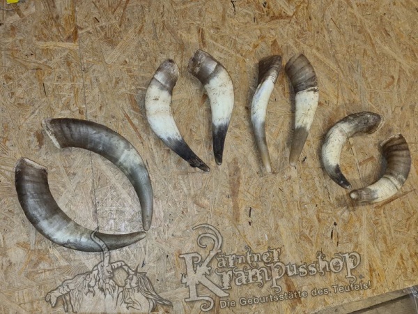 1 Paar Kuhhörner Gross