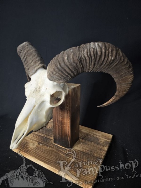 Mufflontrophäe