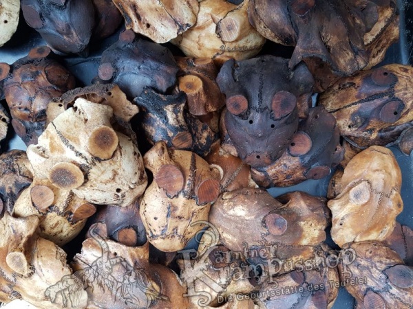 Schädelknochen Schädelkappen Antik