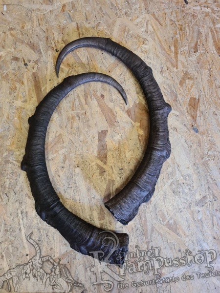 Türkischer Steinbock Bezoar Model Sidal