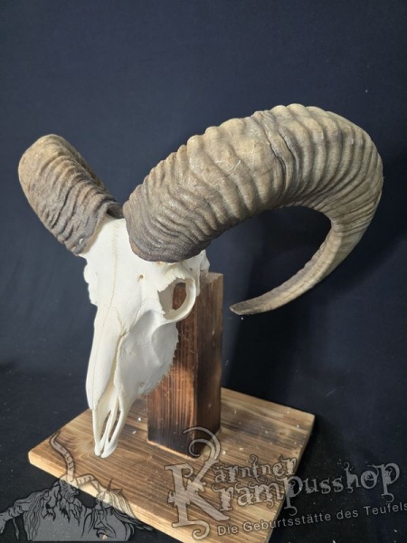 Mufflontrophäe