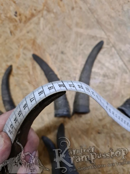 1 Paar Gaißhörner bis 20cm